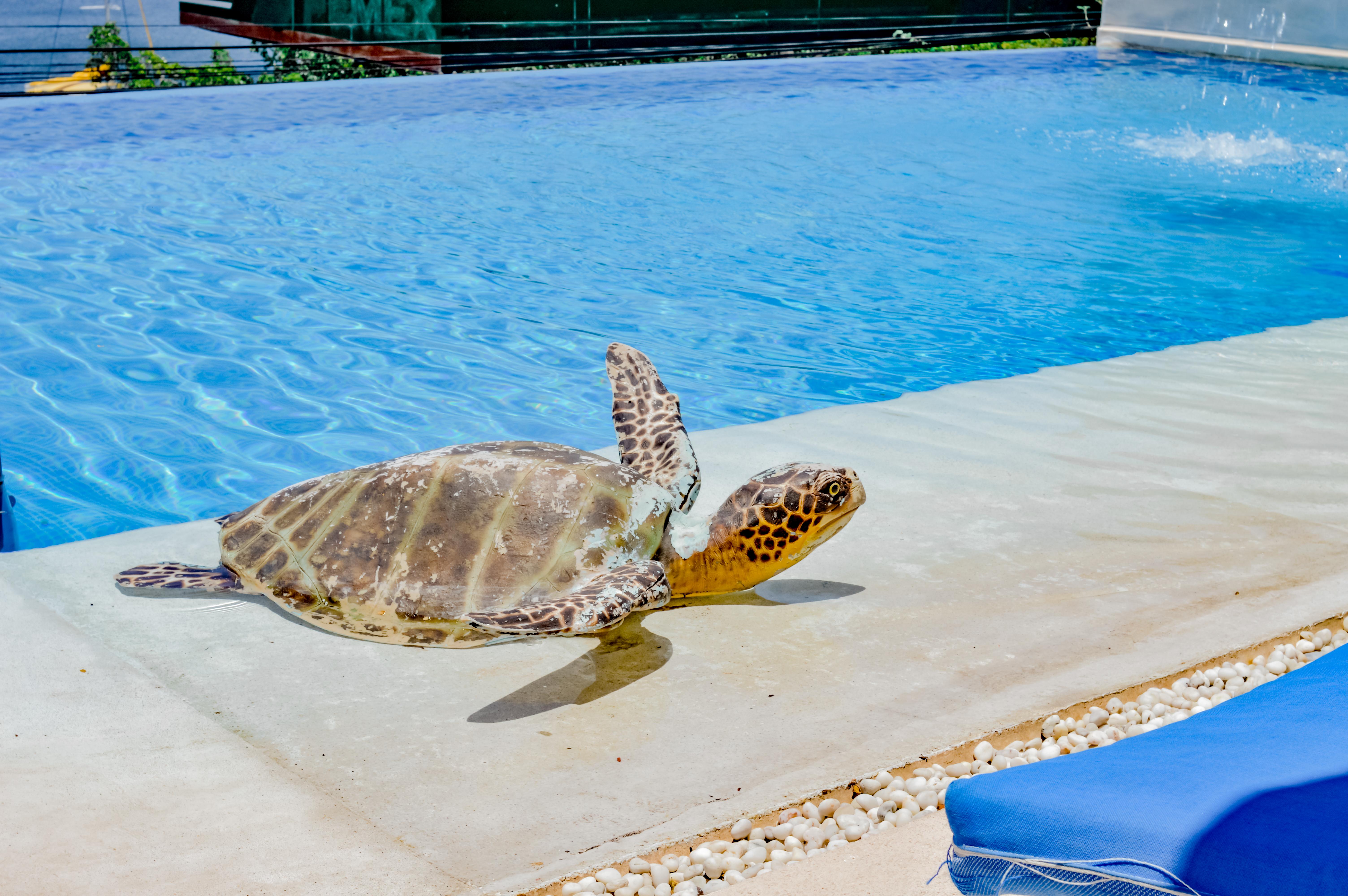 Villa Del Pescador Zihuatanejo Kültér fotó